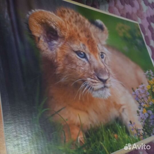 Пазлы 500 деталей