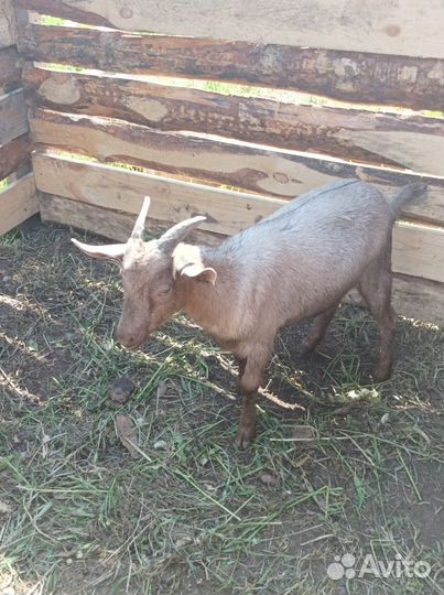 Коза козочка козлик