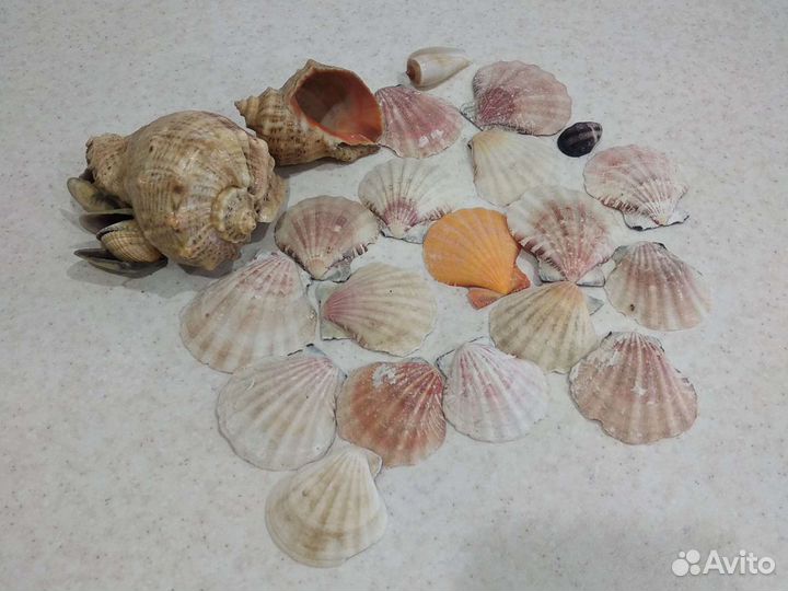Морские ракушки раковины