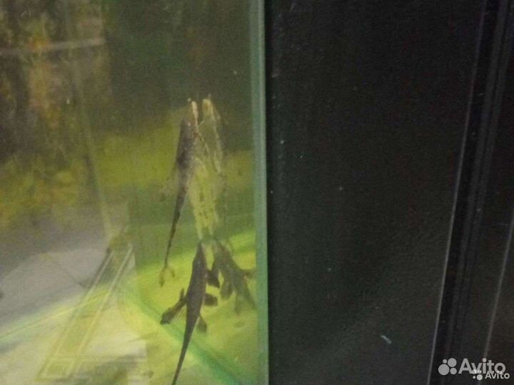 Номерные сомы l