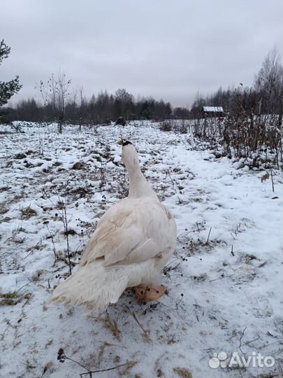 Селезни племенные мускусная утка тяжи