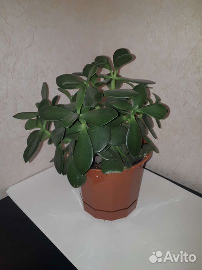 Денежное дерево