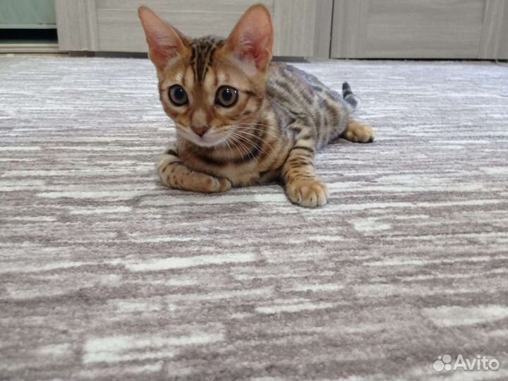 Бенгальская кошка