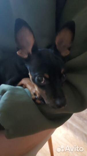 Русский той-терьер вязка