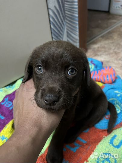 Продам щенка Лабрадора