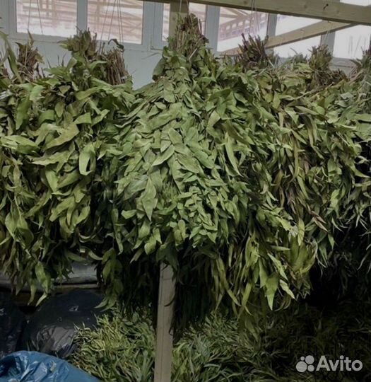 Эвкалипт оптом