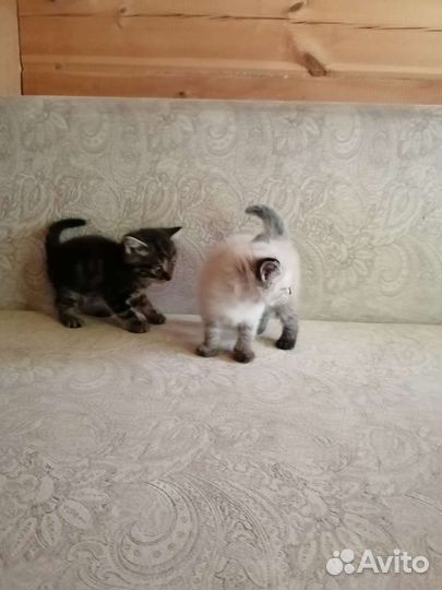 Шотландские котята