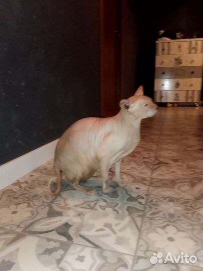 Отдам котов в добрые руки