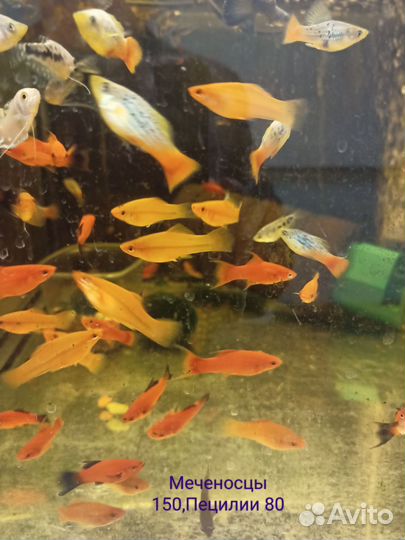 Аквариумные рыбки