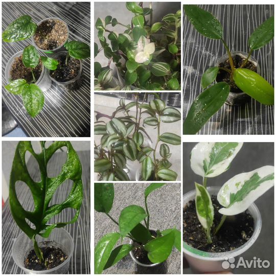 Комнатные цветы