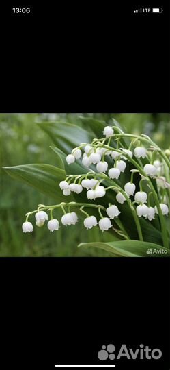 Растения цветы ландыши