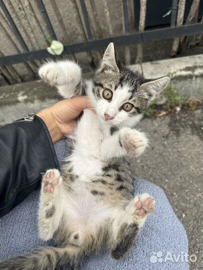 Котенок мальчик