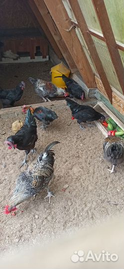 Петух чёрный оливеггер