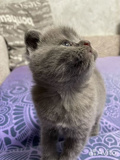 Шотландские котята