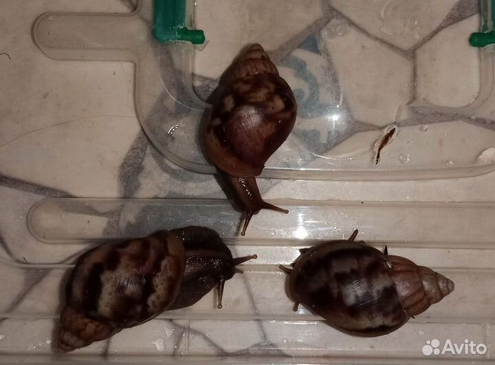 Улитята ахатины