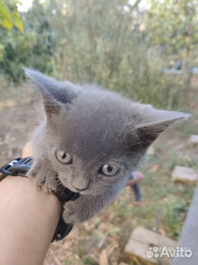 Шотландские котята