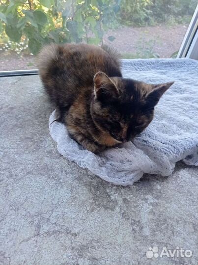 Отдам котёнка девочку в добрые руки