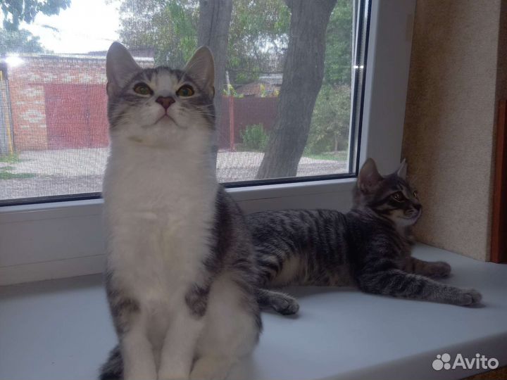 Котенок,кошка