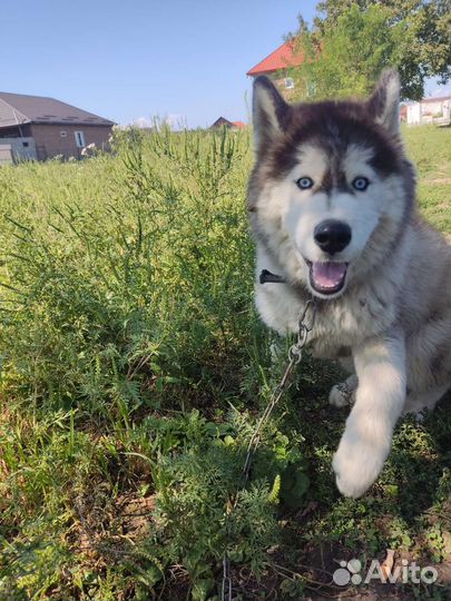 Щенок мальчик хаски