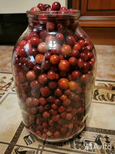 Клюква свежая