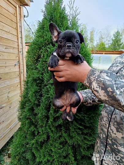 Французский бульдог щенки с документами
