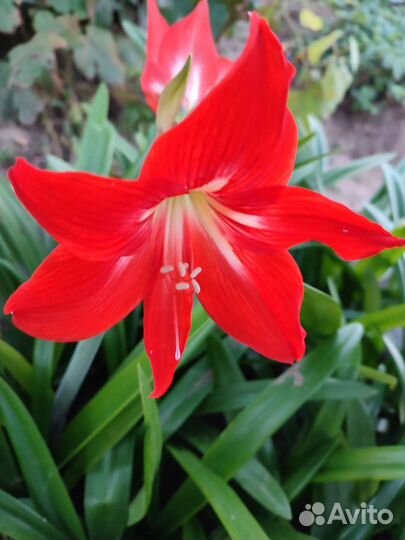 Комнатный цветок. Гиппеаструм