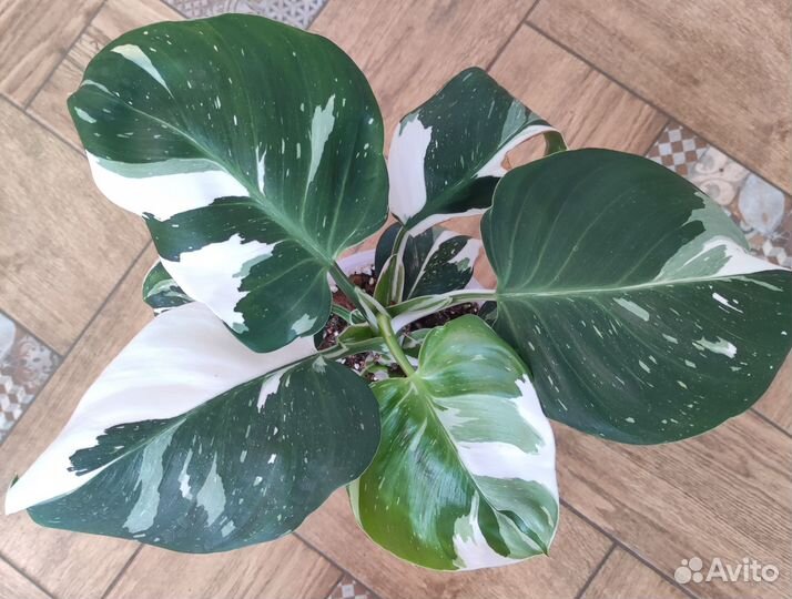 Филодендрон Вайт wizard