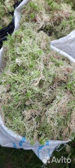 Мох сфагнум живой