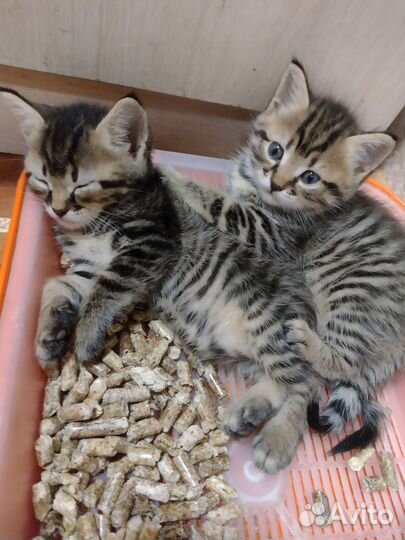 Кошка в дар бесплатно