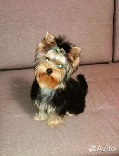 Йоркширский терьер на вязку