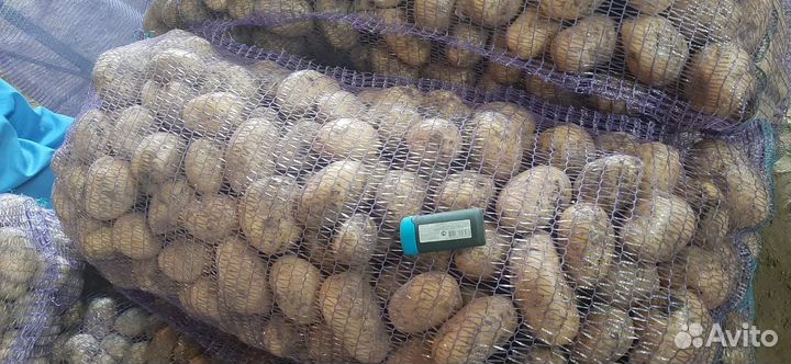Продам картофель оптом
