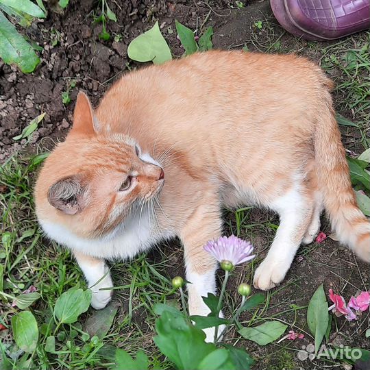 Рыжий кот ищет дом