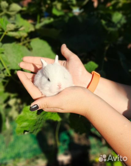 Карликовые кролики