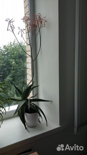 Продаетсядекоративный алое