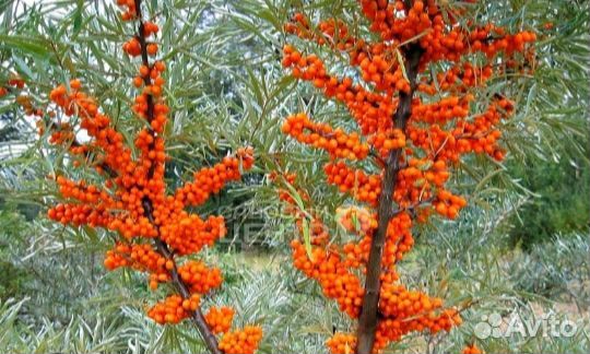 Облепиха саженцы