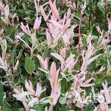 Ива Хакуро нишики