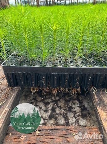 Зкс и окс Сосна Ель Лиственница сеянцы Голуб горн