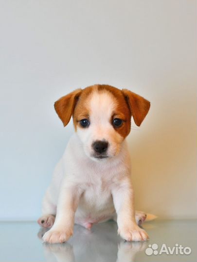 Джек рассел терьер мальчик