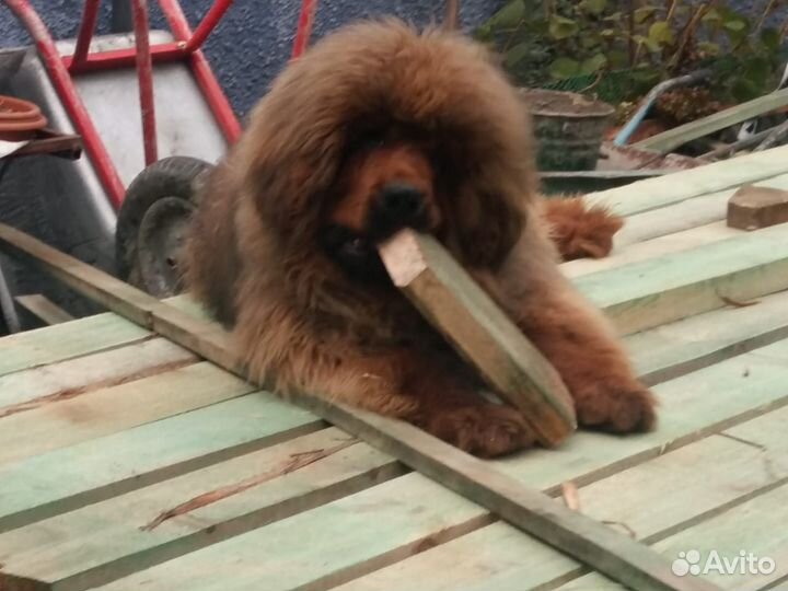 Передержка животных