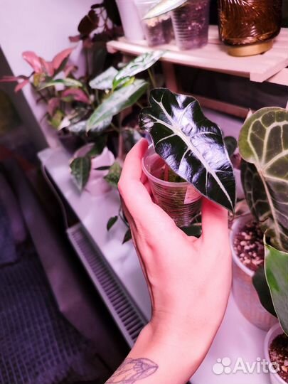 Алоказия блэк вельвет, полли