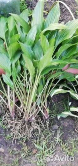 Хоста растение