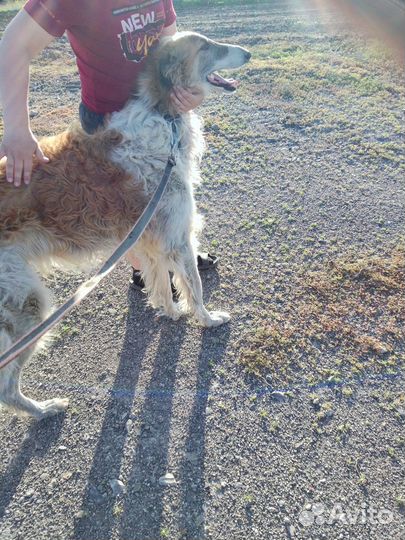 Отдаю бесплатно собаку