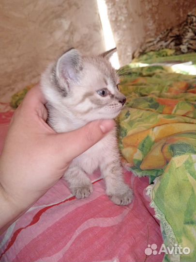 Котик в добрые руки)