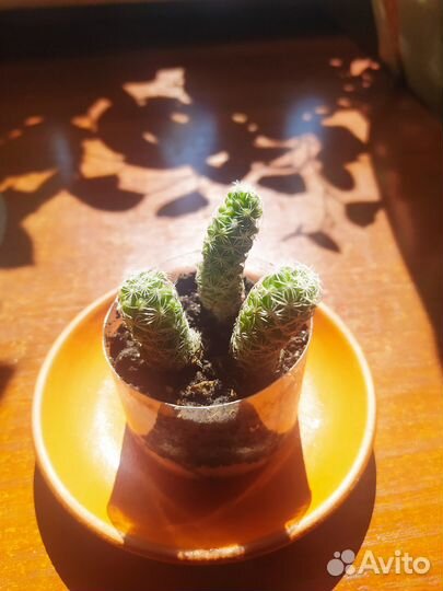 Кактусы- Эхинопсис, Маммиллярия