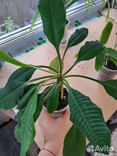 Шеффлера,эуфорбия,панданус