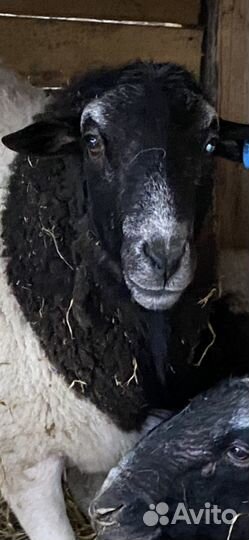 Дорпер и Катум овцы, Гулаби и Камори козы