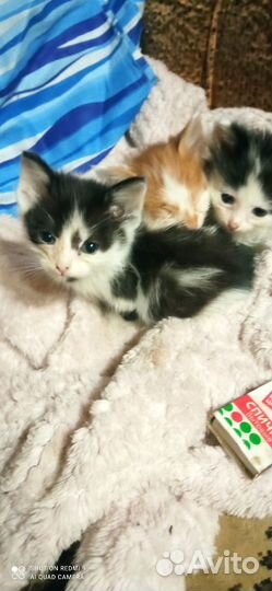 Кошка в дар бесплатно