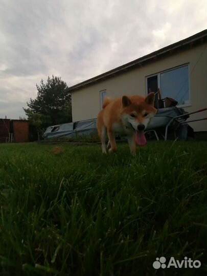 Вязка сиба ину