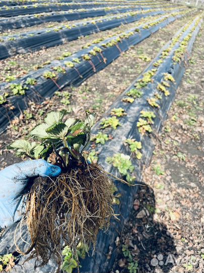 Рассада клубники