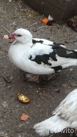 Селезень, индоутки